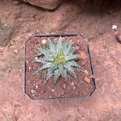  Aloe Pepe Succulent Plant