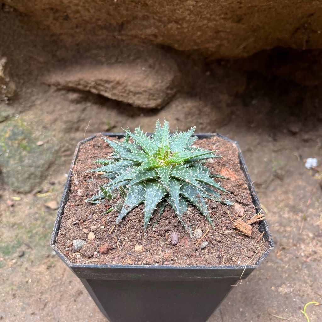  Aloe Pepe Succulent Plant
