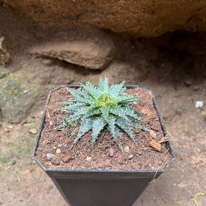  Aloe Pepe Succulent Plant