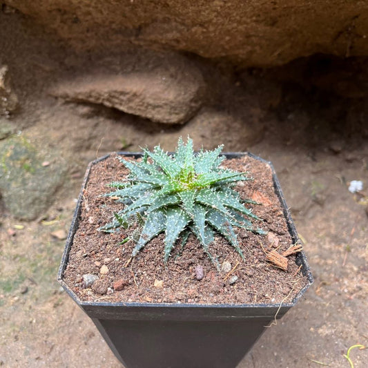  Aloe Pepe Succulent Plant