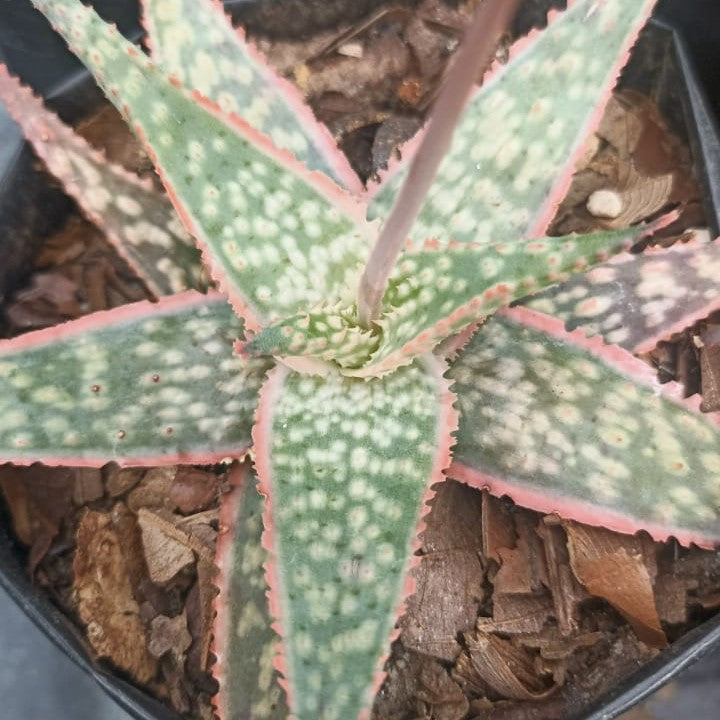  Aloe Bright Star Succulent Plant