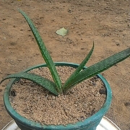  Aloe Pirottae Succulent Plant