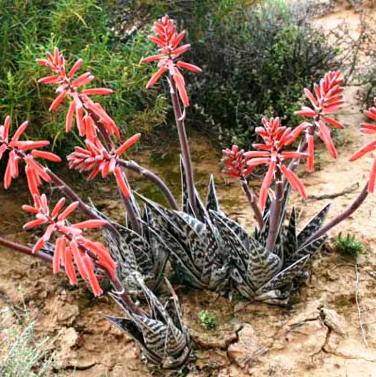  Aloe Variegata Succulent Plant