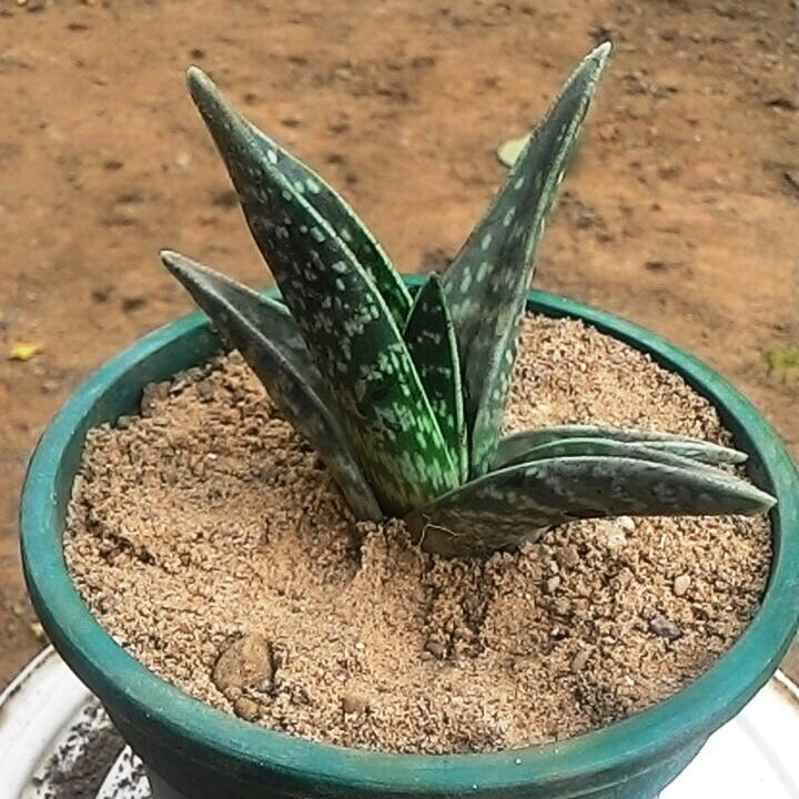  Aloe Variegata Succulent Plant