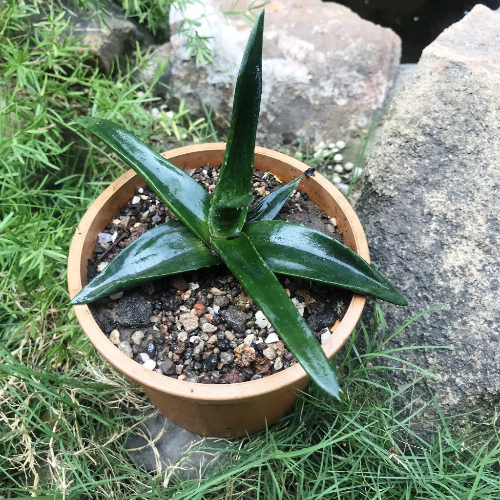  Aloe Walmsleys Blue Succulent Plant