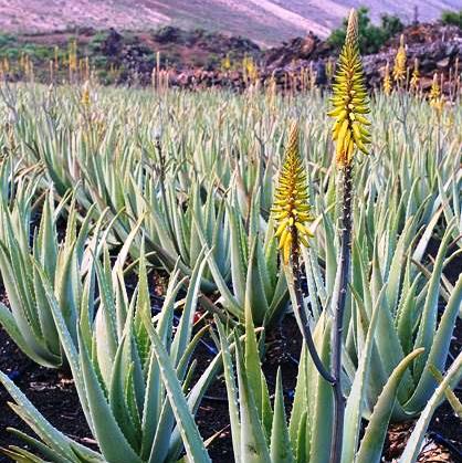  Aloe Walmsleys Blue Succulent Plant
