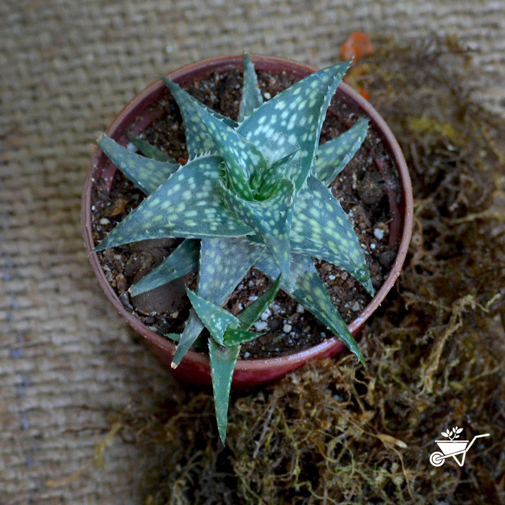  Aloe Rauhii Succulent Plant