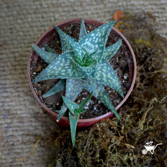  Aloe Rauhii Succulent Plant
