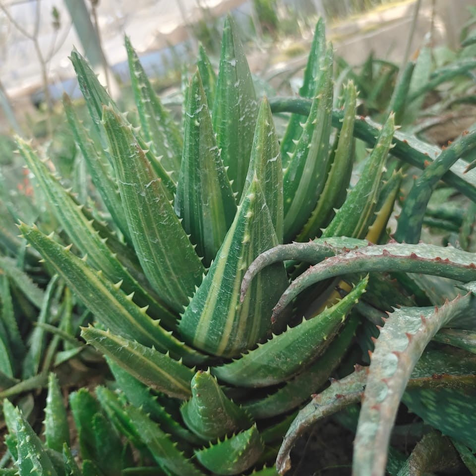  Aloe Nobilis Variegated Succulent Plant