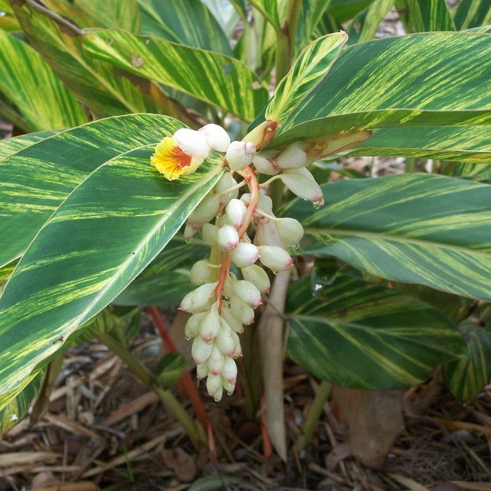  Shell Ginger Variegated Plant