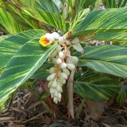 Shell Ginger Variegated Plant