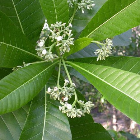  Alstonia Macrophylla - Batino