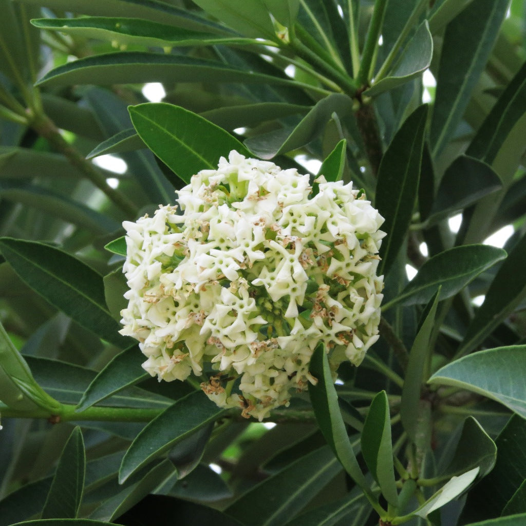  Saptaparna - Alstonia Scholaris