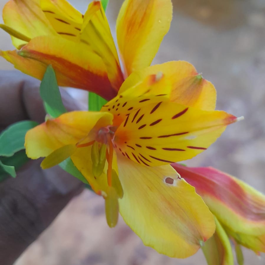  Alstroemeria Aurea (Bulbs)