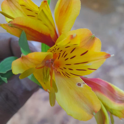  Alstroemeria Aurea (Bulbs)