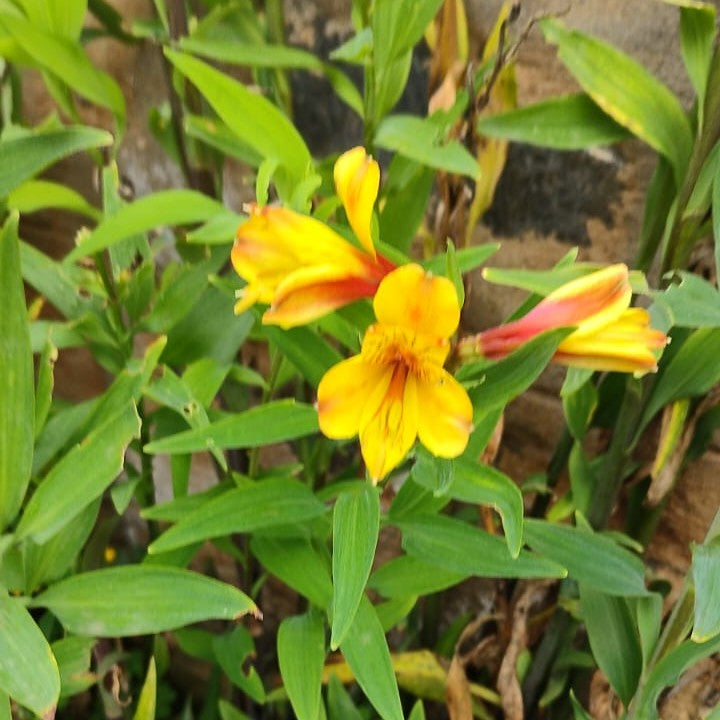  Alstroemeria Aurea (Bulbs)