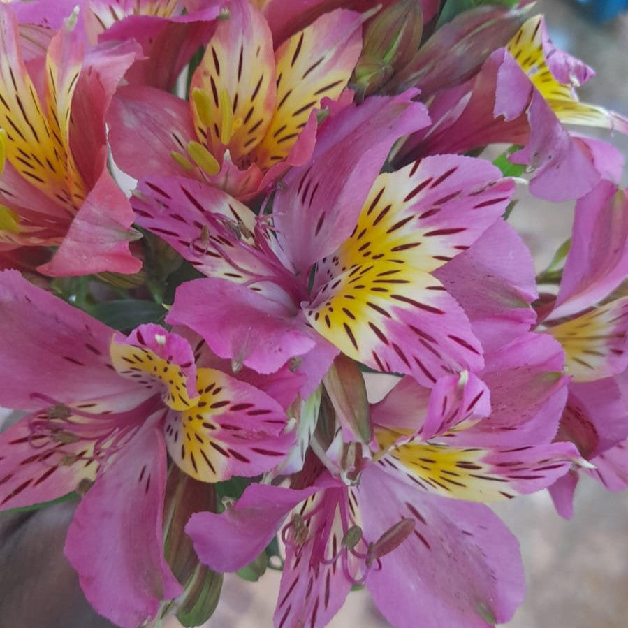  Alstroemeria 'Pink Star' (Bulbs)