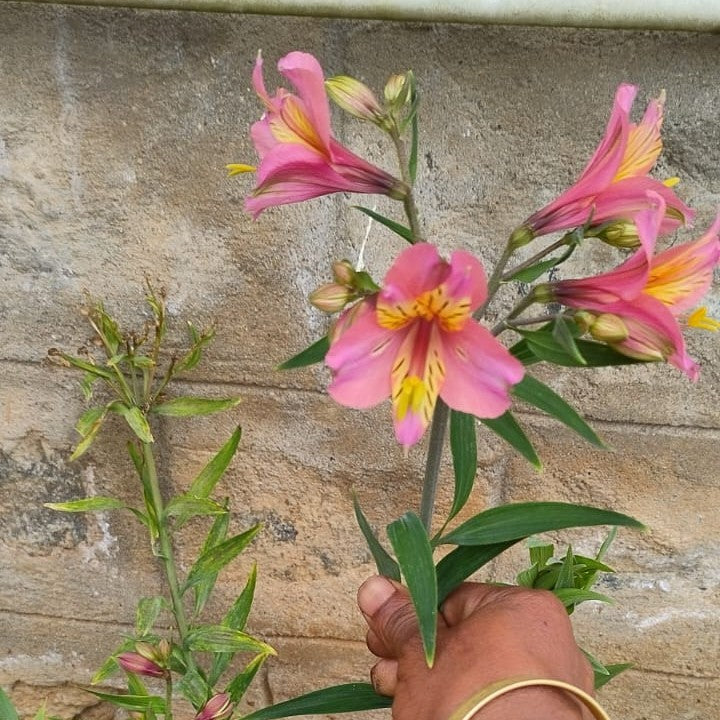  Alstroemeria 'Pink Star' (Bulbs)