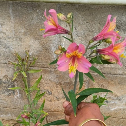  Alstroemeria 'Pink Star' (Bulbs)