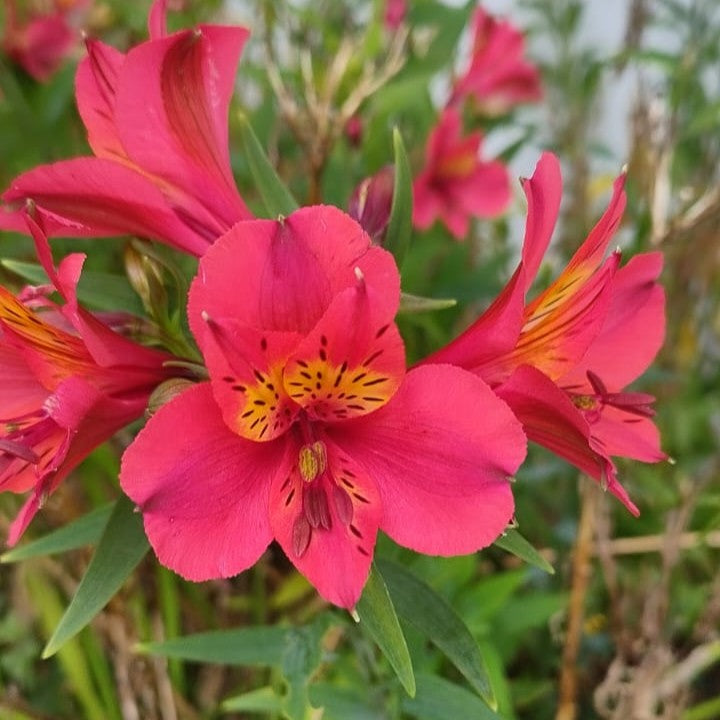  Alstroemeria 'Red Baron' (Bulbs)