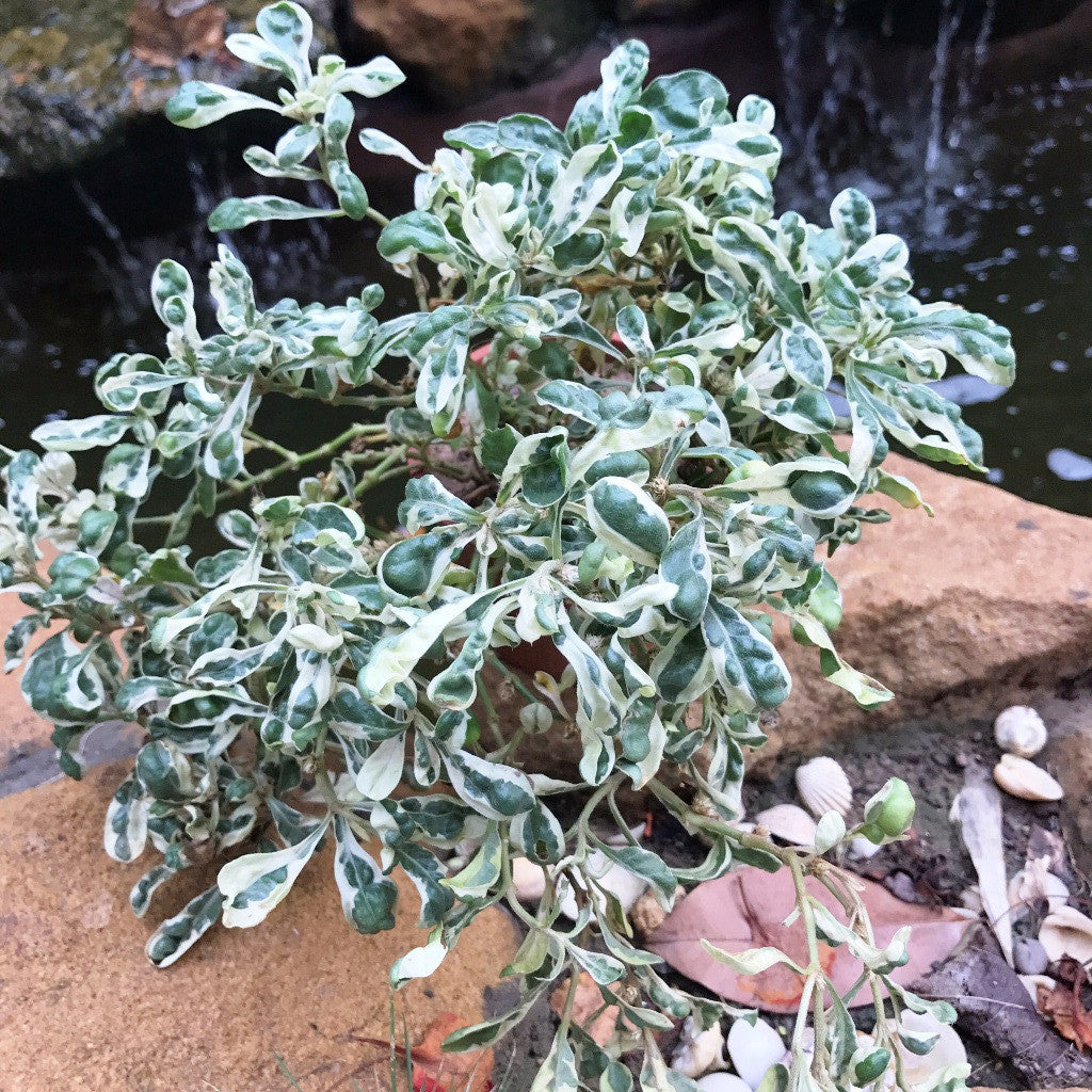  Alternanthera Ficoidea Snowball Plant