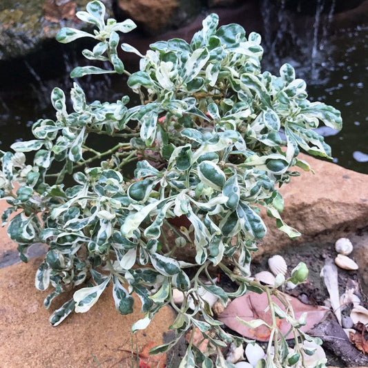  Alternanthera Ficoidea Snowball Plant