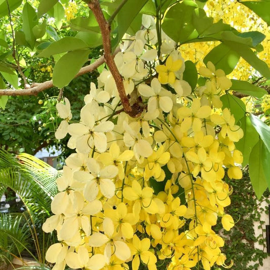 Cassia Fistula Golden Shower Plant