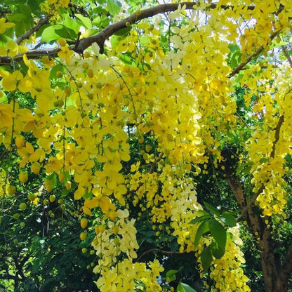  Cassia Fistula Golden Shower Plant
