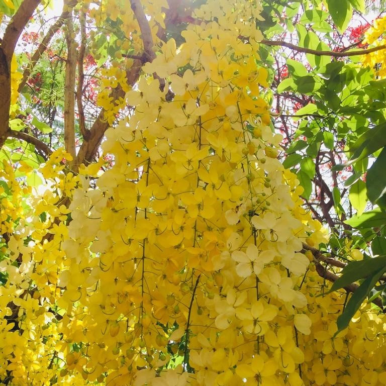  Cassia Fistula Golden Shower Plant