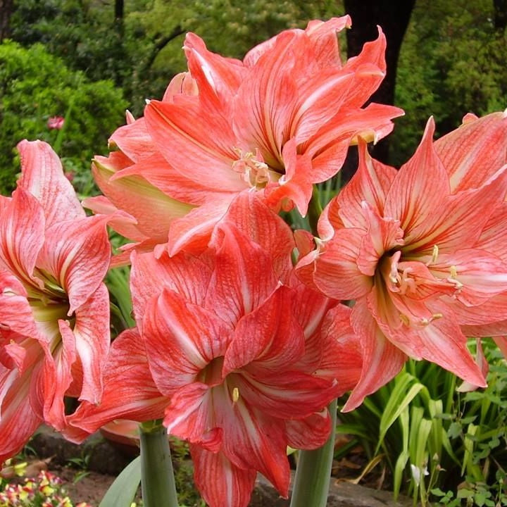  Amaryllis Lady Jane (Bulbs)