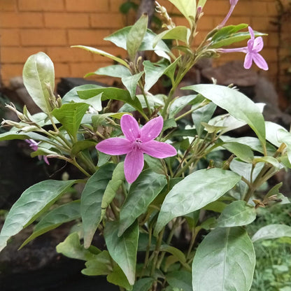  Amethyst Stars Plant