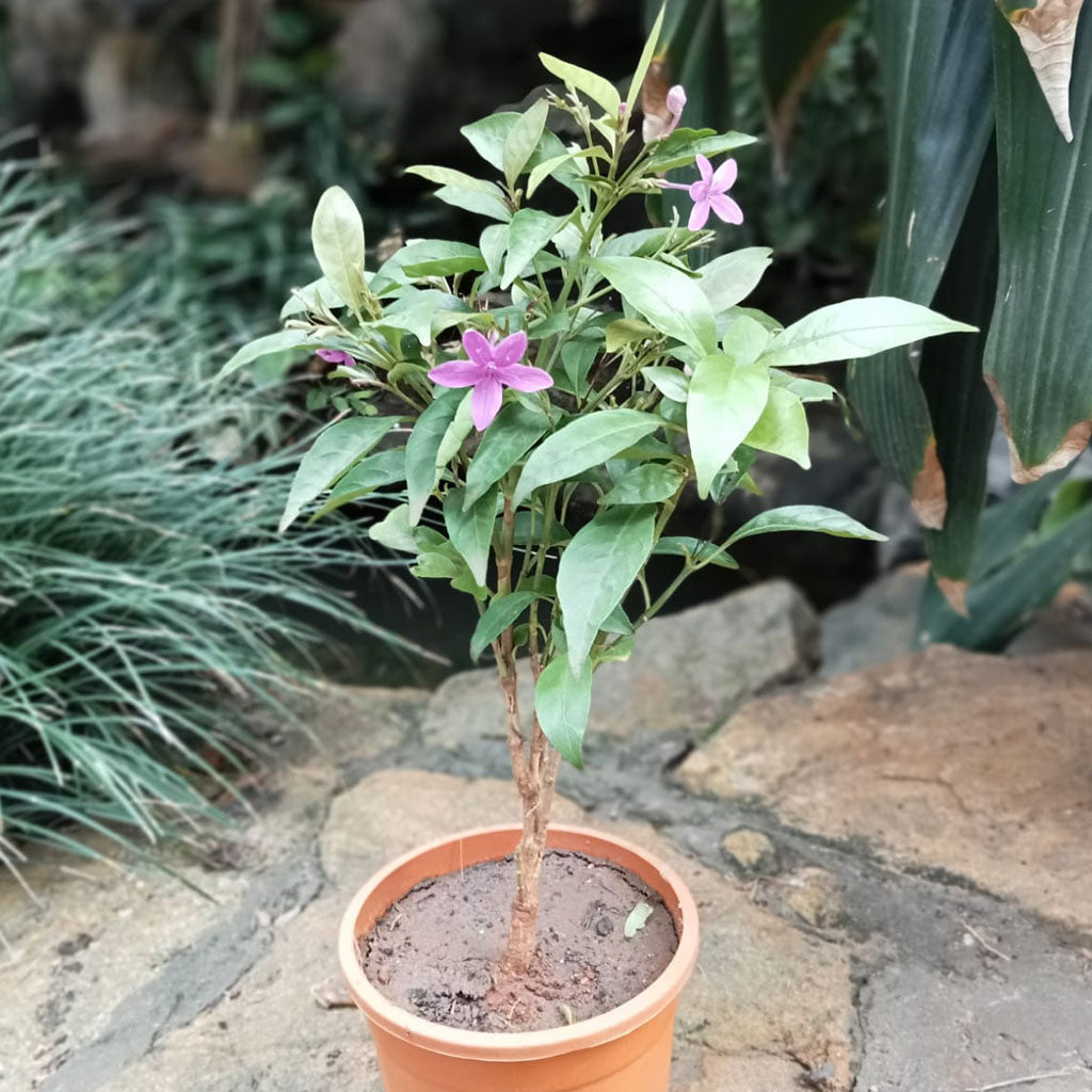  Amethyst Stars Plant