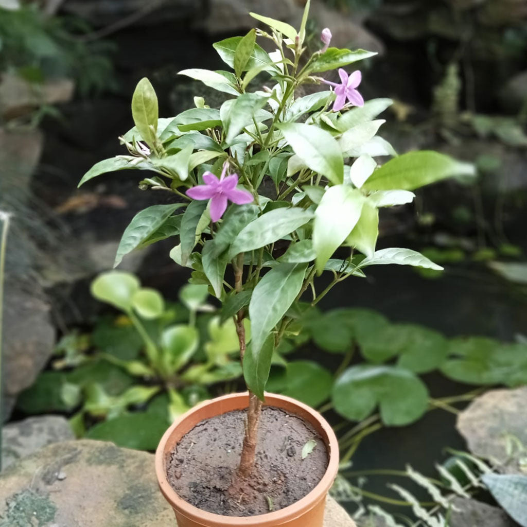  Amethyst Stars Plant