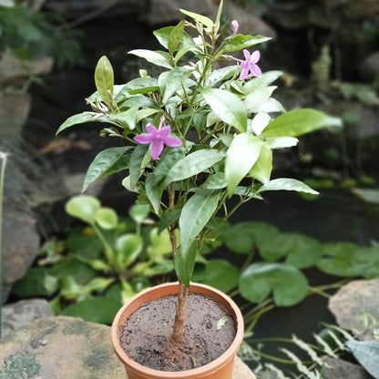  Amethyst Stars Plant