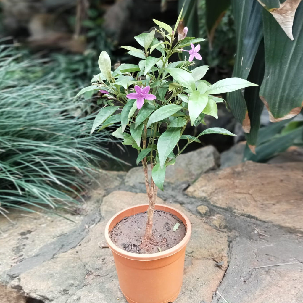  Amethyst Stars Plant