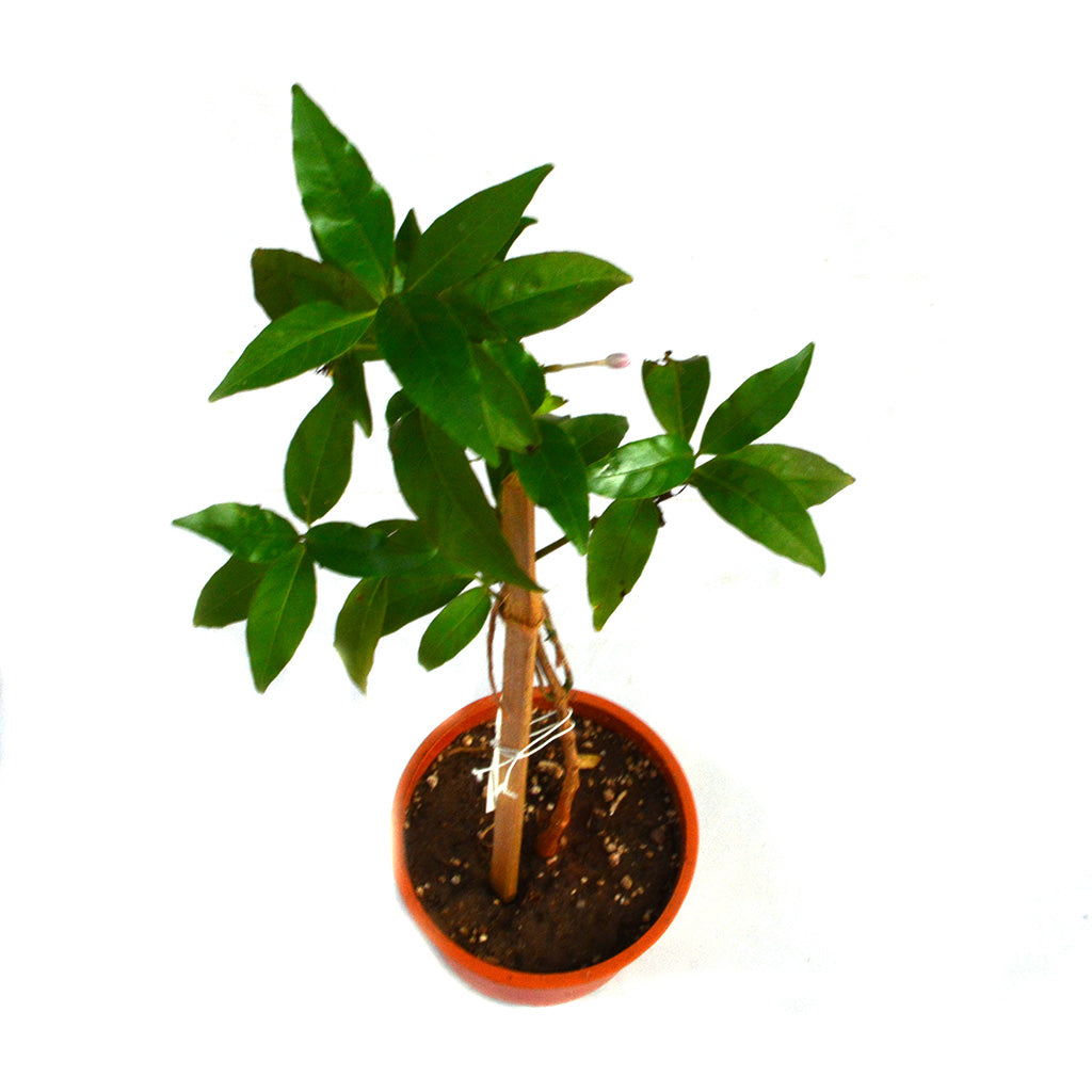  Amethyst Stars Plant