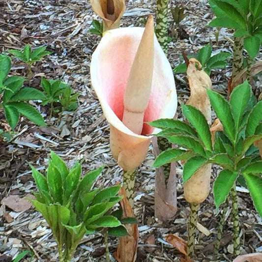  Voodoo Lily (Bulbs)