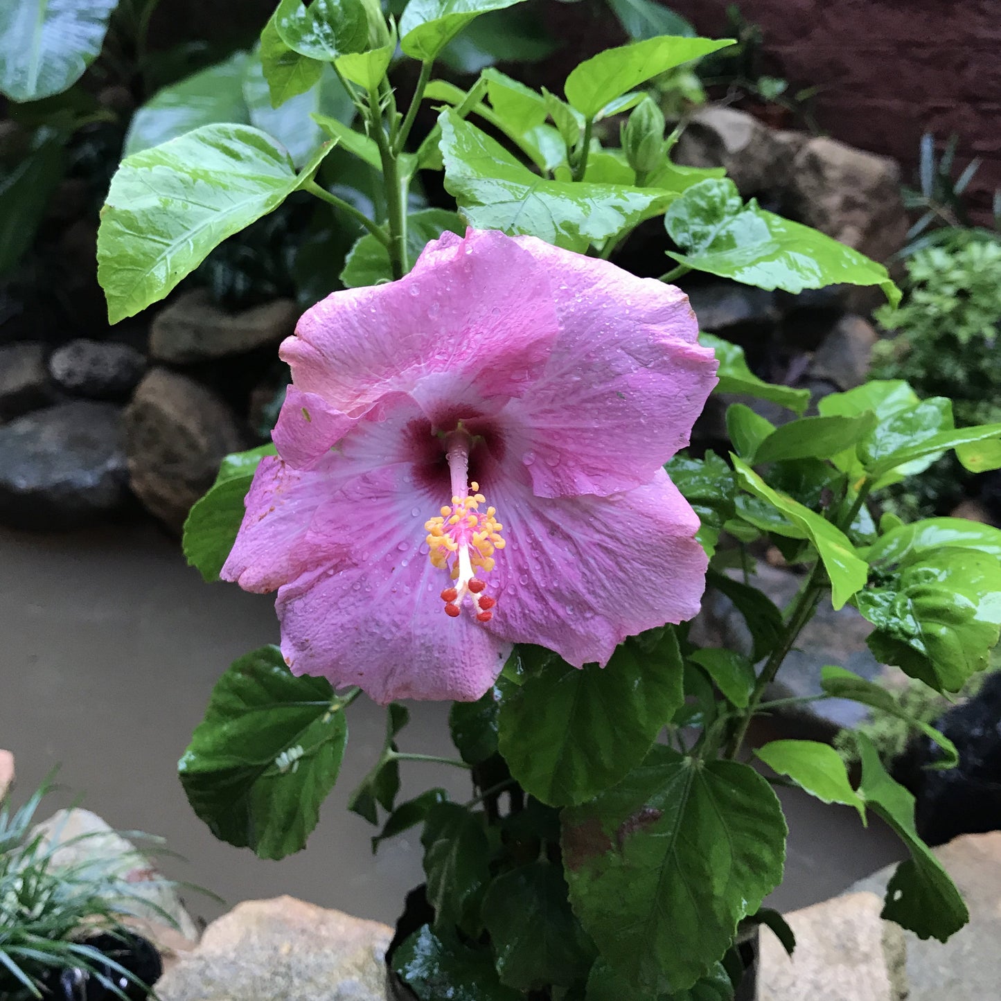  Hibiscus Amour Plant