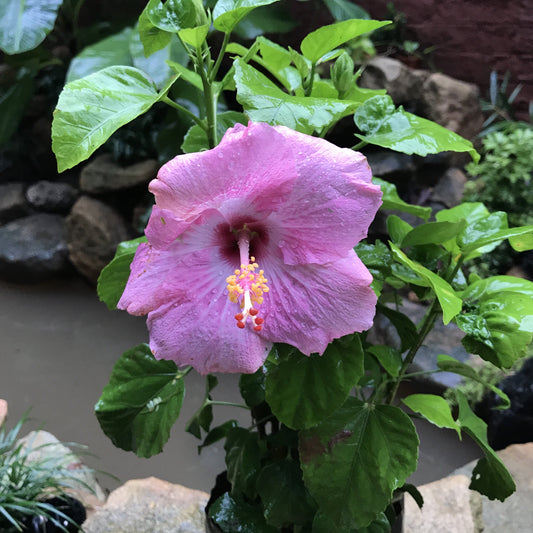  Hibiscus Amour Plant