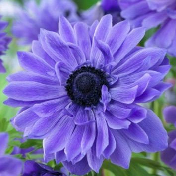  Anemone ‘Lord Lieutenant’ (Bulbs)