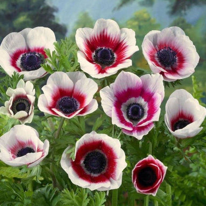  Anemone Coronaria Bicolor (Bulbs)