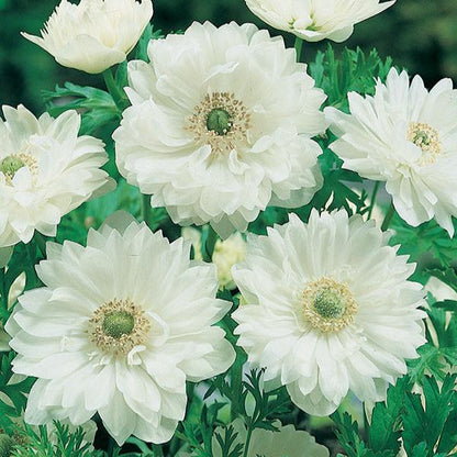  Anemone Mount Everest (Bulbs)