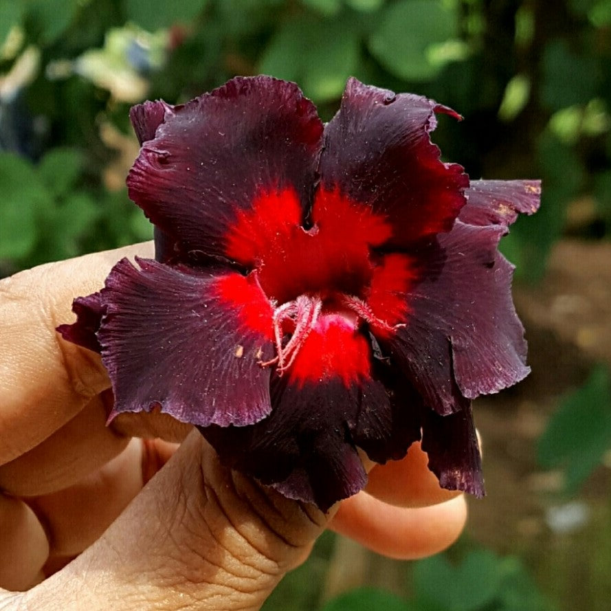  Angel Red Adenium Plant