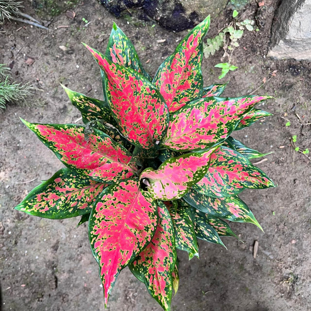  Aglaonema Rotundum 'Anjamanee Tropica' Plant