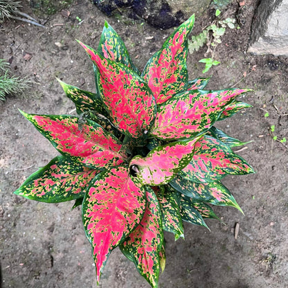  Aglaonema Rotundum 'Anjamanee Tropica' Plant