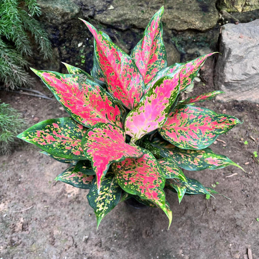  Aglaonema Rotundum 'Anjamanee Tropica' Plant
