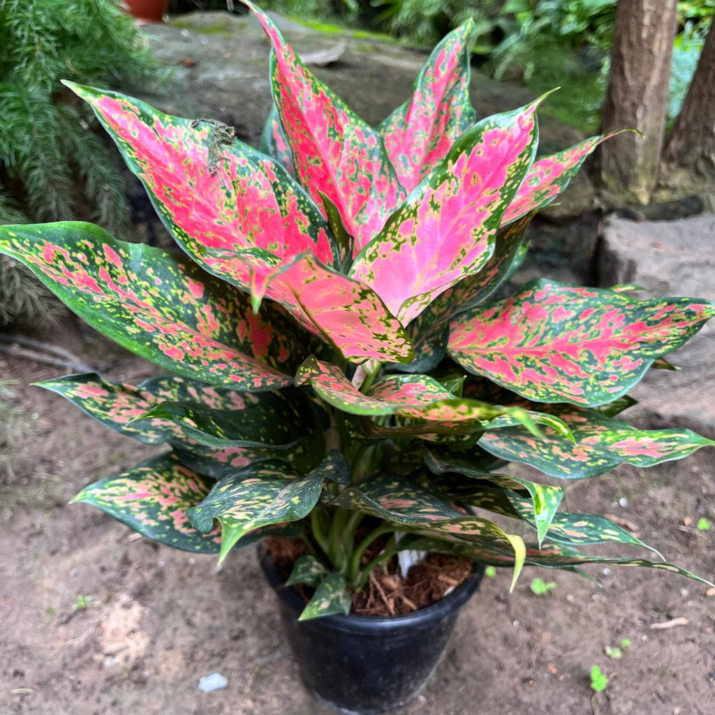  Aglaonema Rotundum 'Anjamanee Tropica' Plant