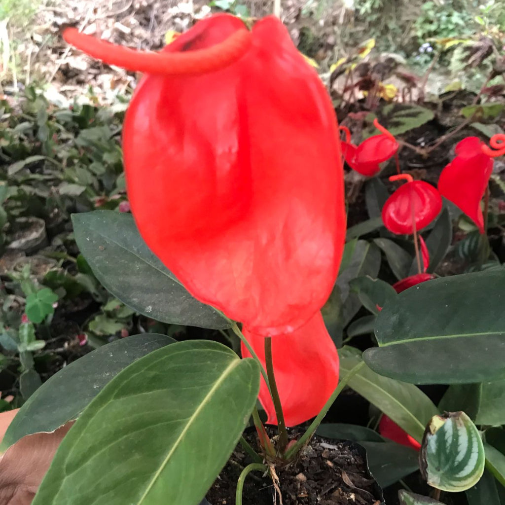  Anthurium Scherzerianum Plant
