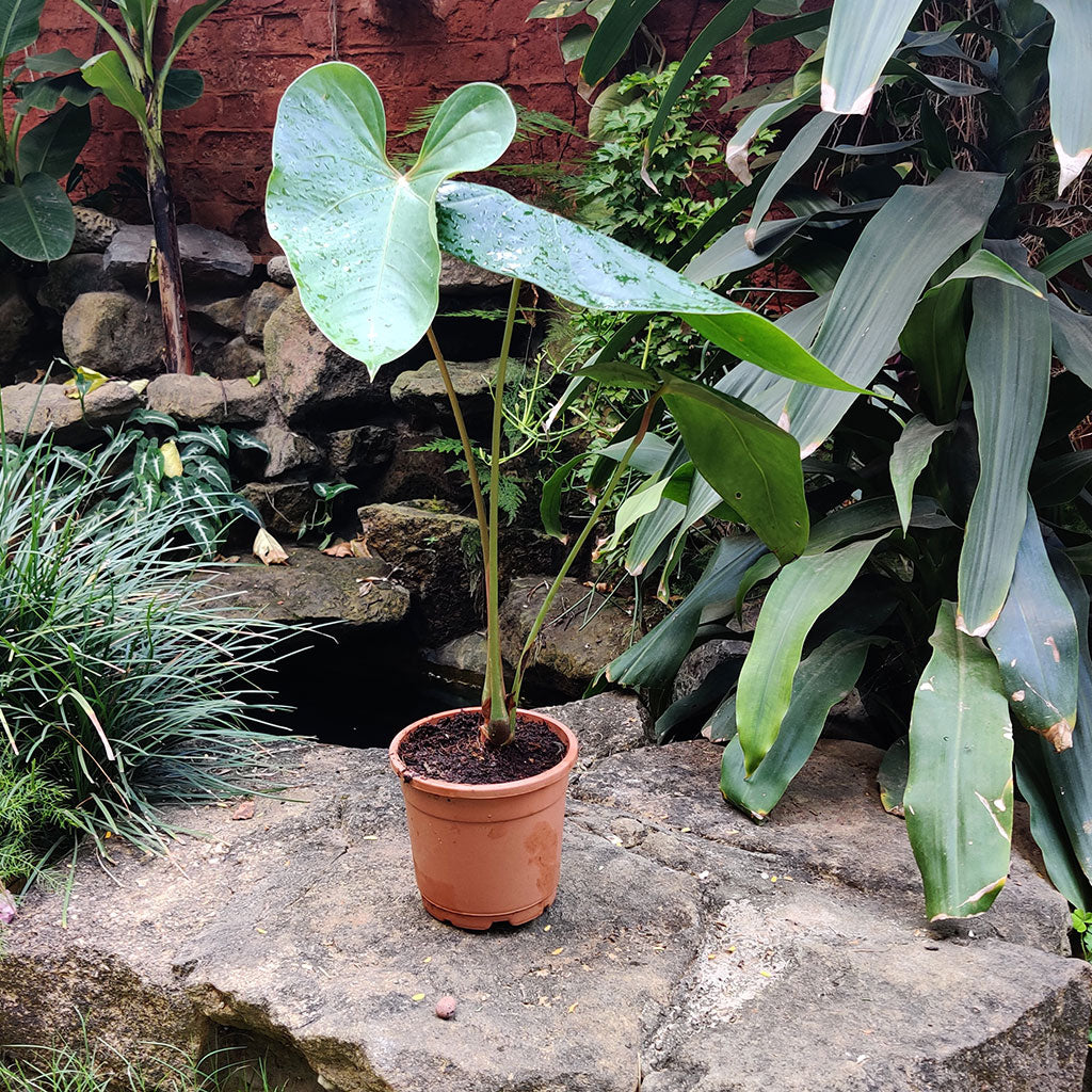  Anthurium Small Talk Plant