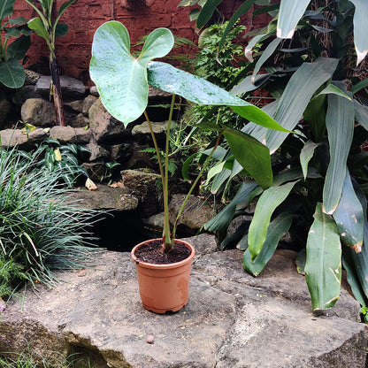  Anthurium White Heart Plant